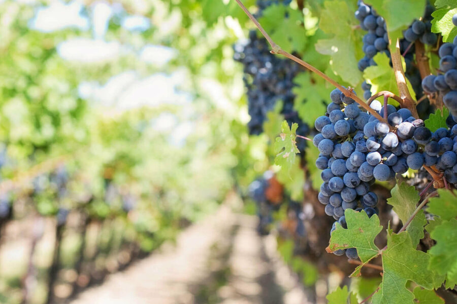 site internet vignoble domaine chateau