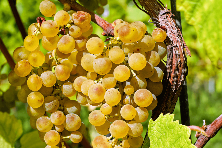 site internet vitrine pour vignoble